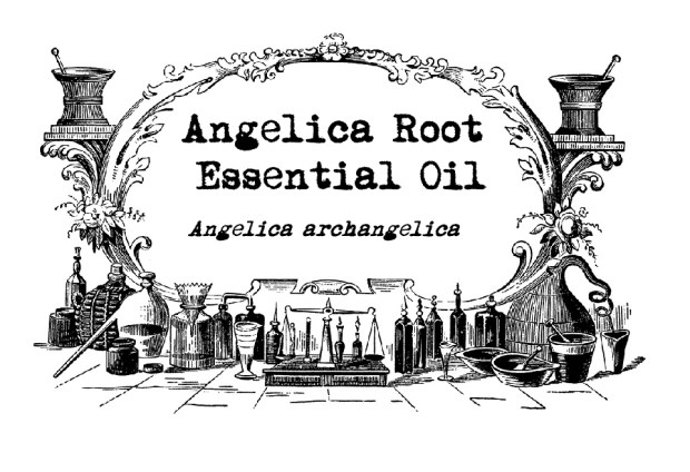 angelica root EO