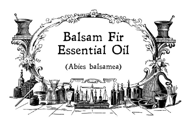 Balsam Fir 2